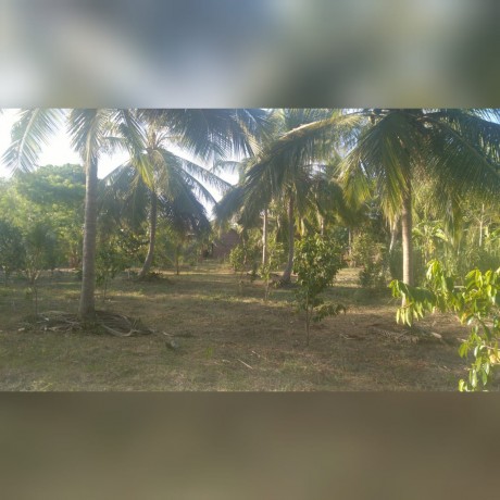 Coconut Land for Sale Embilipitiya