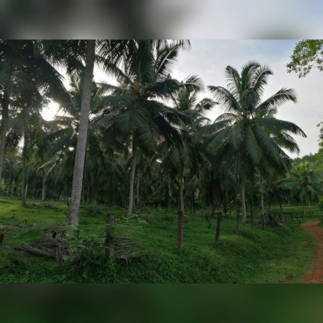 7.5 Acres Coconut Land For Sale At Millaniya Bandaragama
