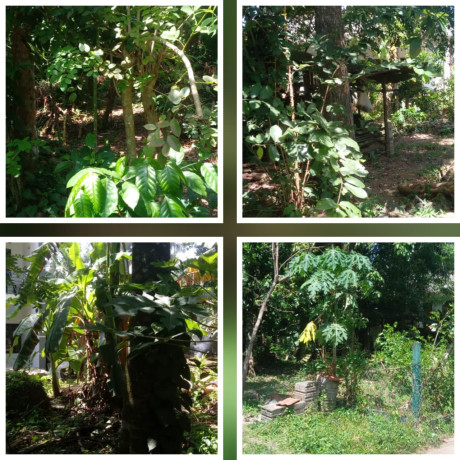 Land For Sale in Thewaththa Ragama