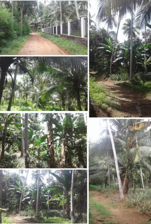 Coconut Land For Sale In - Mirigama.