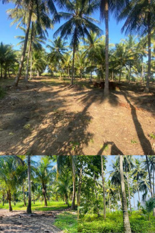 Land for Sale -Buttala