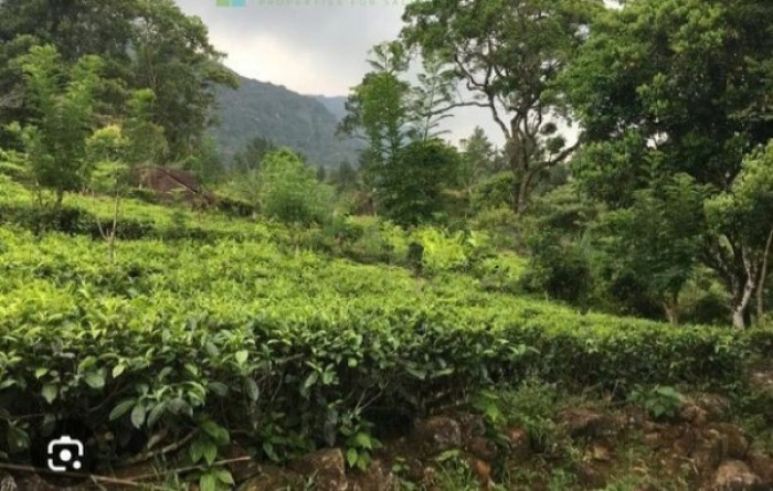 Tea / Rubber Land For sale in Rathnapura