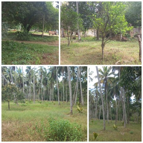 Land for sale in Kurunegala, Maintained Estate Kurunegala