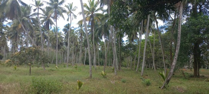 Land for sale in Kurunegala, Maintained Estate Kurunegala