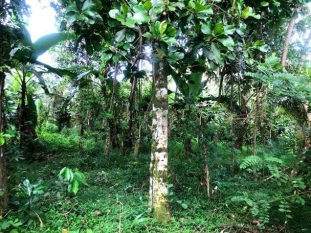 Land For Sale In Horana