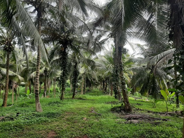 Coconut land for sale Palleyaya, Dodangaslanda