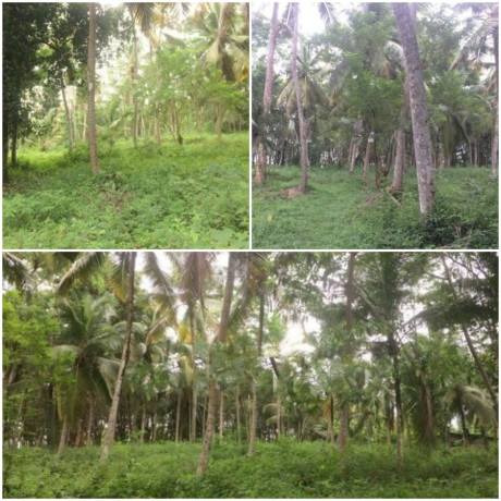 Land for Sale - Minuwangoda