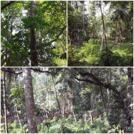 Land for sale in Mawanalla